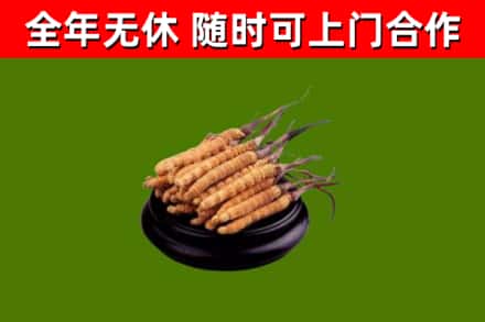 会宁县回收冬虫夏草